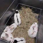 phoca_thumb_m_krlci a zajci 2 Fotogalerie